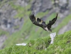 Bartgeier Alois in Melchsee-Frutt (c) Hansruedi Weyrich