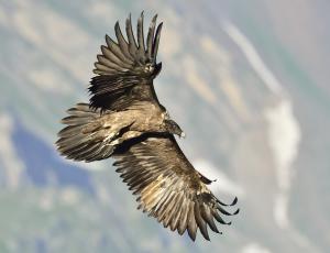 Ein frisch ausgewilderter Bartgeier im Flug. (c) Hansruedi Weyrich