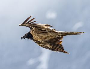 BelArosa in Berchtesgaden (c) UrsLeuthaeusser