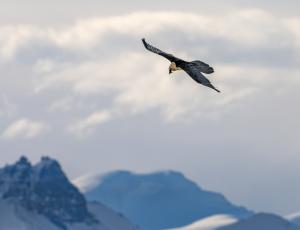 Ein adulter Bartgeier kreist hoch über den Alpen (c)weyrichfoto.ch