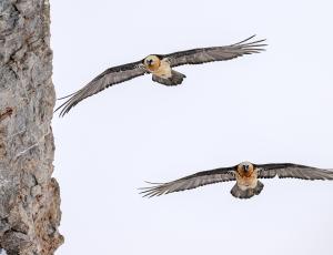 Die Brutpaare sind zurzeit mit der Jungenaufzucht beschäftigt (c)weyrichfoto.ch