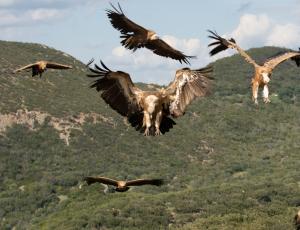 Gänsegeier im Anflug (c) Franziska Lörcher