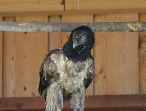 Donna Elvira im Natur- und Tierpark Goldau