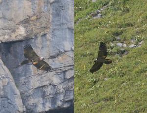 Donna Elvira (links) und BelArosa (rechts) im Flug