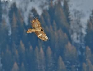 Ewolina, 28.01.2017 (c) Hansruedi Weyrich