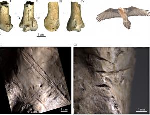 Schnittspuren auf einem Flügelknochen eines Bartgeiers (c) Peresani et. al. 2011