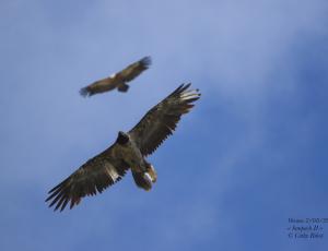 Sempach II fliegt gemeinsam mit einem Gänsegeier (c) Cathy Ribot - Envergures Alpin