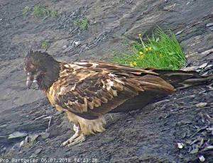 Bartgeier Johannes in der Auswilderungs-Nische (Webcam-Bild)