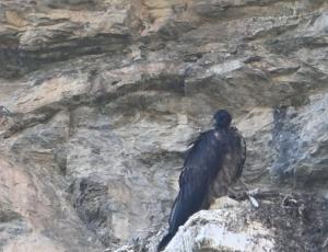 Erstmals ist ein wildgeschlüpfter Bartgeier im Berner Oberland ausgeflogen