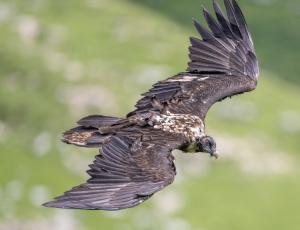 Bartgeier Marco im Flug (c)weyrichfoto.ch