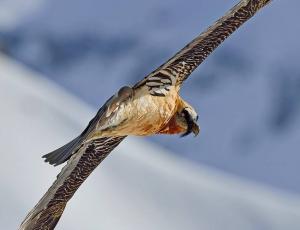 adulter Bartgeier (c) Hansruedi Weyrich