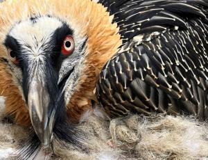 Veronika bei einer tierärztlichen Kontrolle in Natur- und Tierpark Goldau (c) Sarah Isler - Natur- und Tierpark Goldau