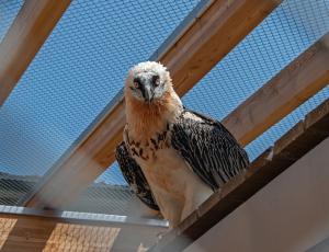 neue Bartgeier-Zuchtstation im Natur- und Tierpark Goldau (c) Hansruedi Weyrich