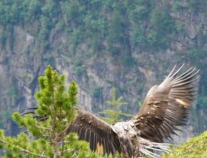 Temperatio's imposante Flügel bereit für den Flug.