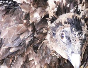 Samuel wächst im Tierpark Berlin auf.