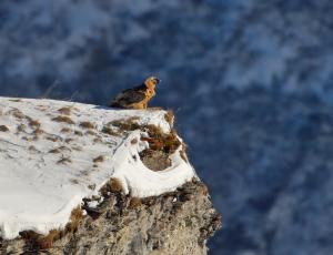 Dank dem laufenden Wiederansiedlungsprojekt können heute wieder Bartgeier in den Alpen beobachtet werden (c) Hansruedi Weyrich