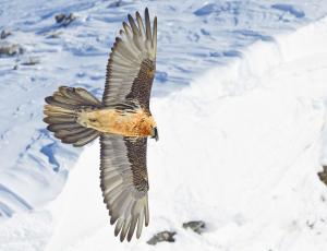 Bisher sind in der Schweiz insgesamt 138 junge Bartgeier aus 26 Territorien ausgeflogen. (c) Hansruedi Weyrich