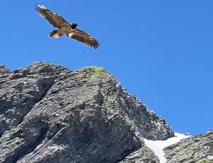 Einen einzigartigen Augenblick mit BelArosa konnte Peter Zimmermann am 14. Juni 22 in der Nähe von Grindelwald festhalten. (c) Peter Zimmermann