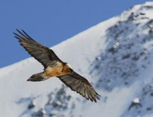 Im italienischen Nationalpark Stilfserjoch stehen die Chancen gut, Bartgeier zu beobachten. @ Nicola Bormolini