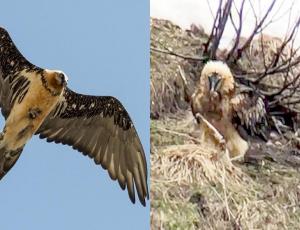 Nach langer Zeit wurden Madagaskar (links, (c) Albert Malaun) und Schils (rechts (c) Alois Schmidig)) wieder beobachtet 