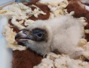 Bartgeierküken kurz nach dem Schlupf (c) Vulture Conservation Foundation