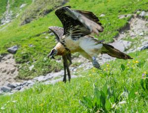 Das Bartgeier-Weibchen Veronika beim Abflug in ihrem Territorium am 19. Juni 2017, nach erfolgreicher Rettung. © Julien Heuret. 